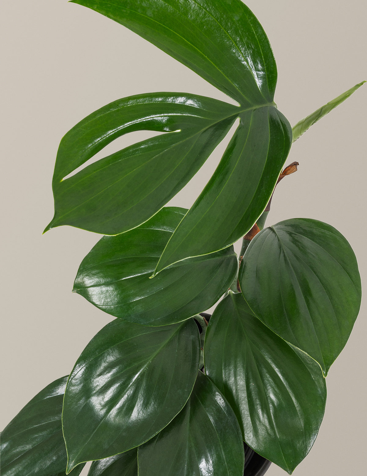 Dragon Tail Plant