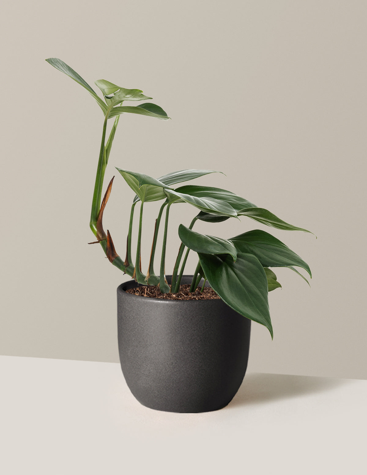 Dragon Tail Plant