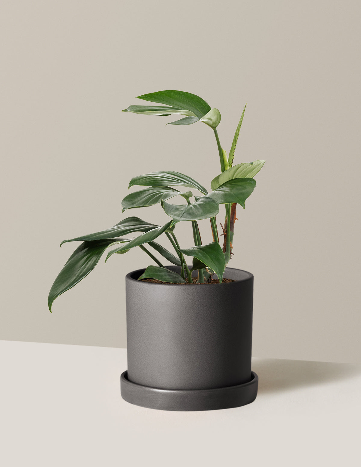 Dragon Tail Plant