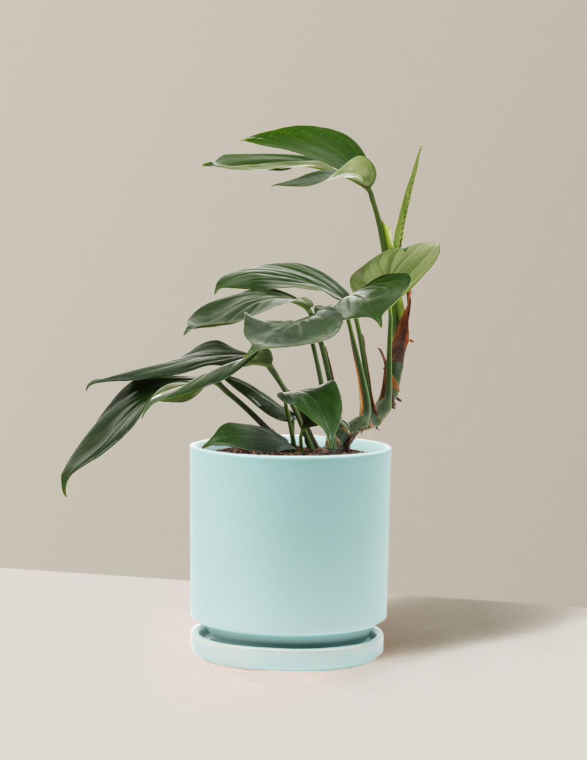 Dragon Tail Plant