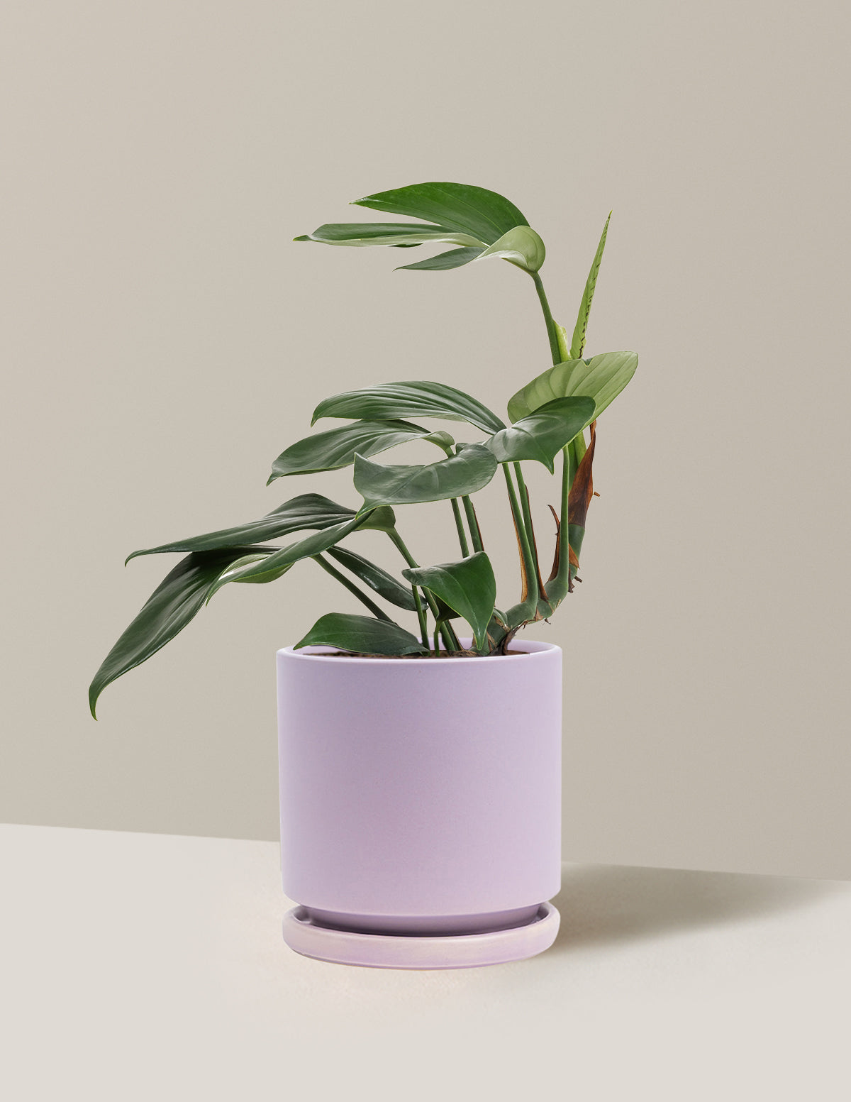 files/the-sill_Medium-Rhaphidophora-Decursiva_Medium_Isabella-Lavender_Variant.jpg