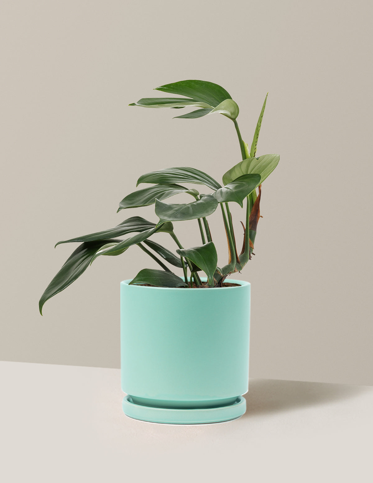 Dragon Tail Plant