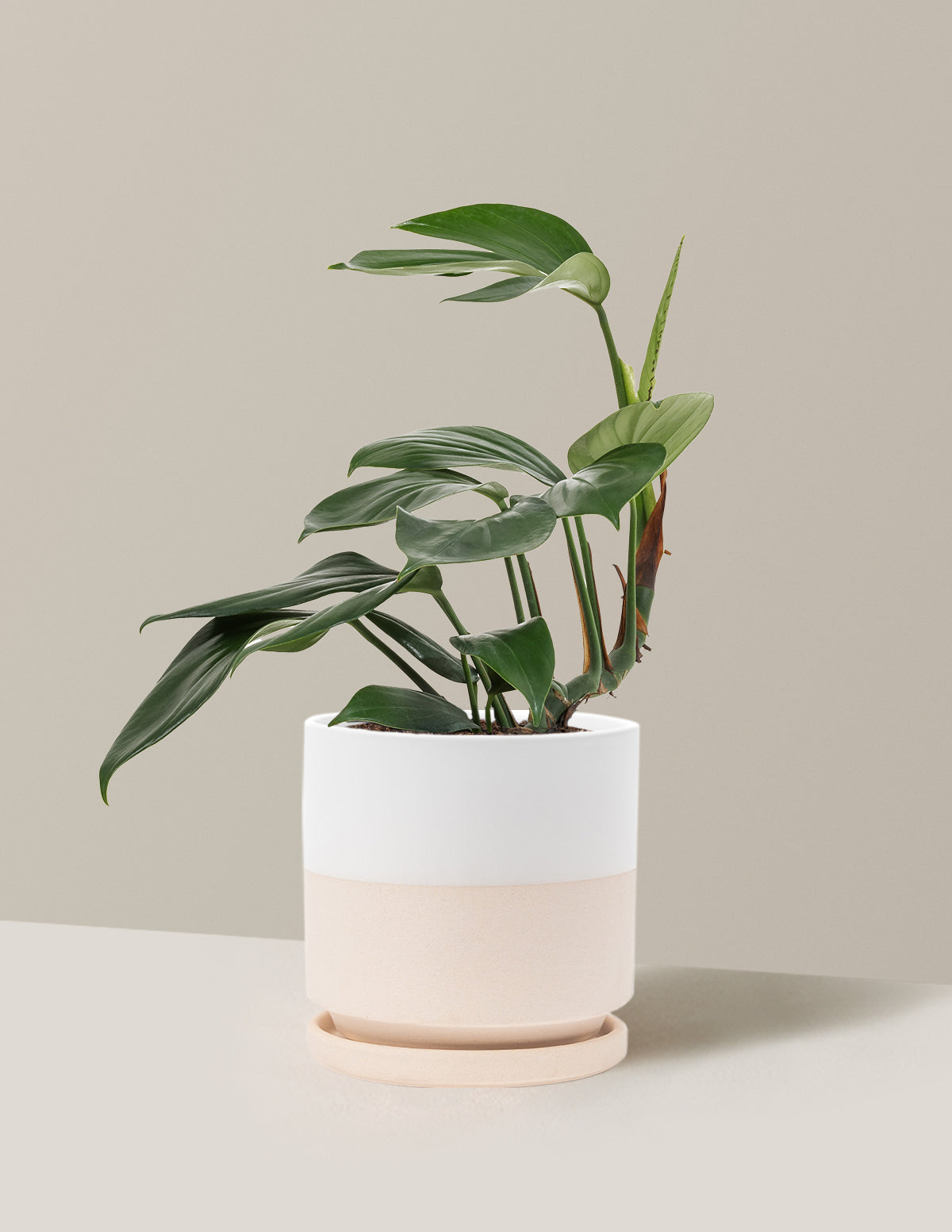 Dragon Tail Plant
