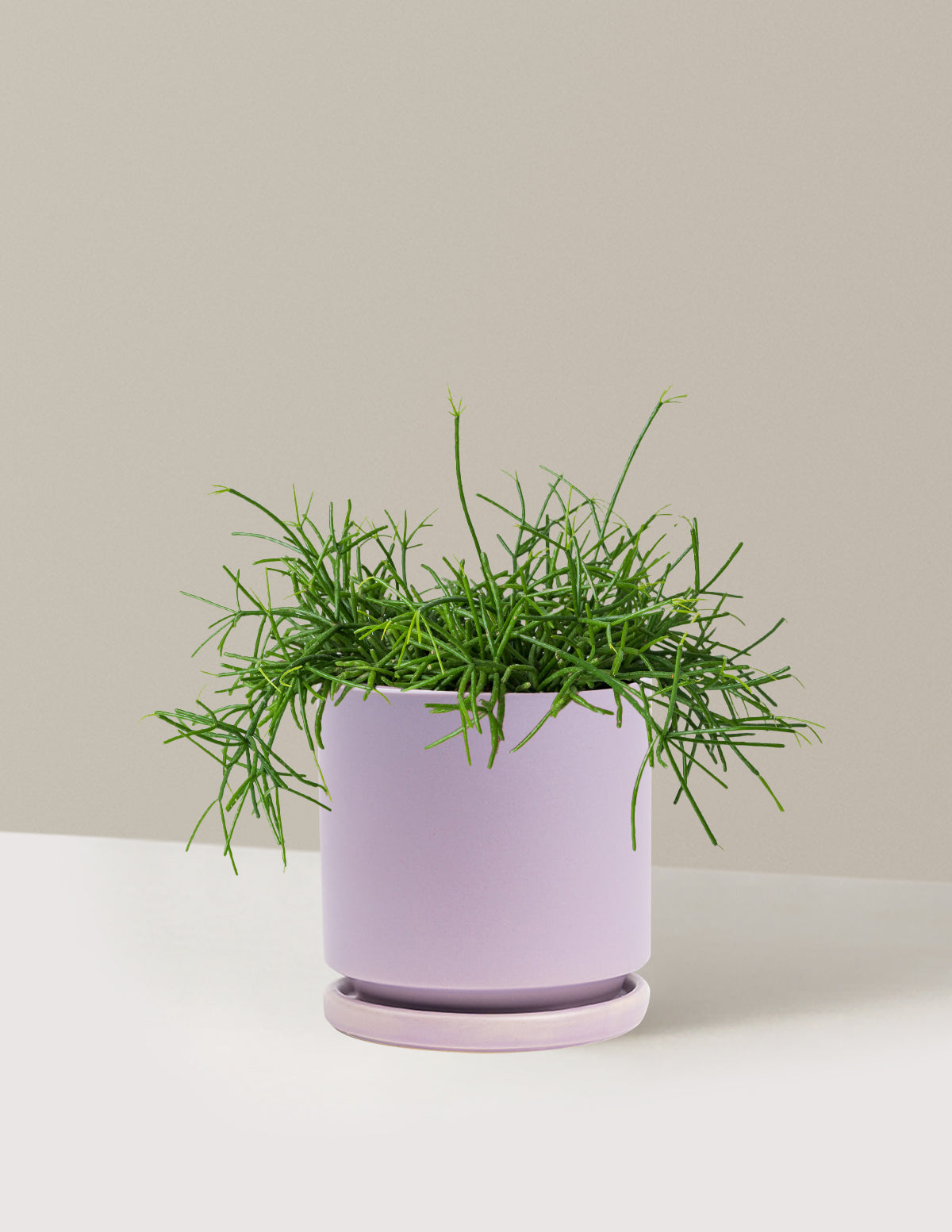 bundle | Medium | Isabella | Lavender