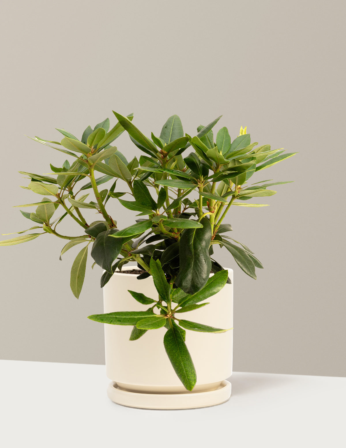 files/the-sill_Medium-Roseum-Pink-Rhododendron_Medium-Isabella-Almond_Variant.jpg