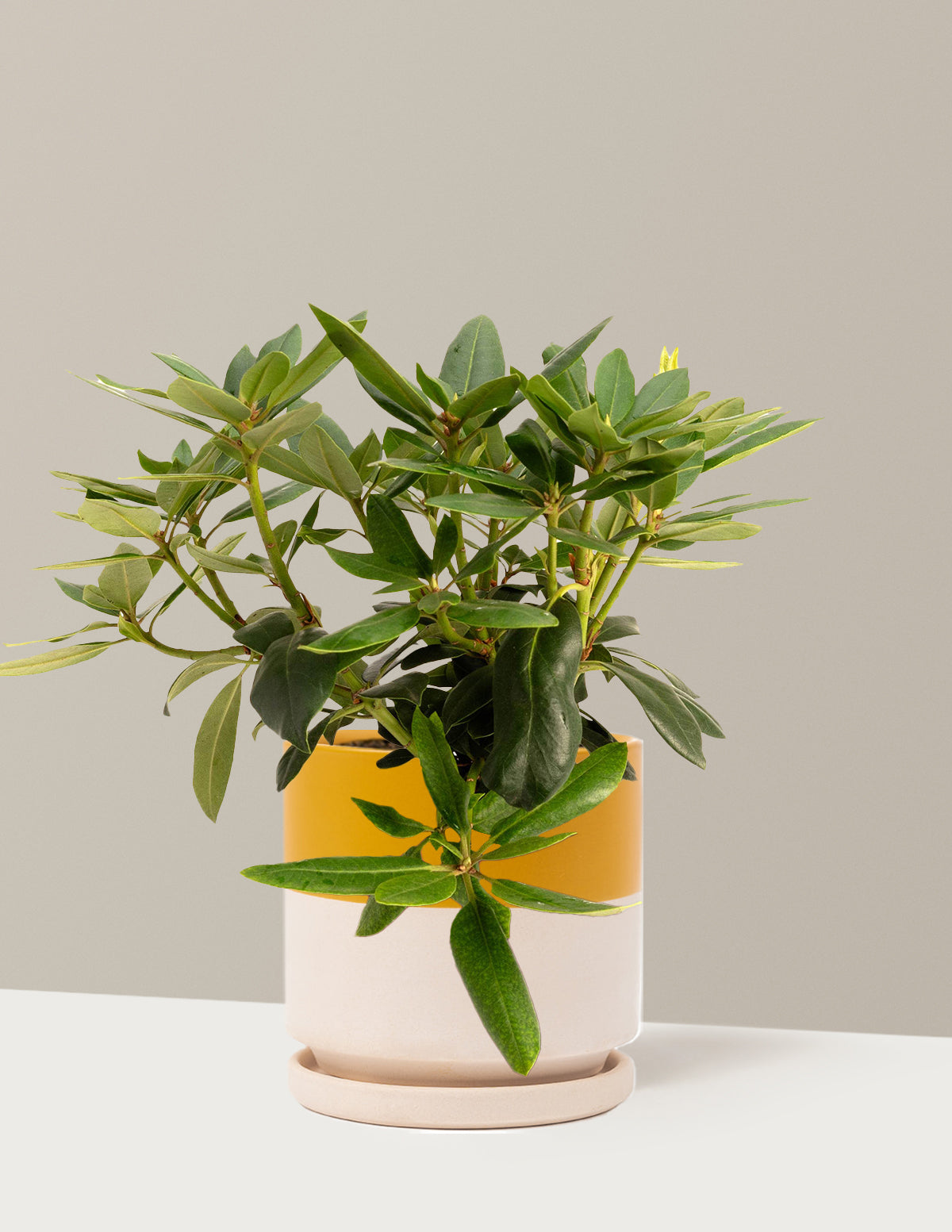 bundle | 1 Gallon | Isabella | Top Half Mustard