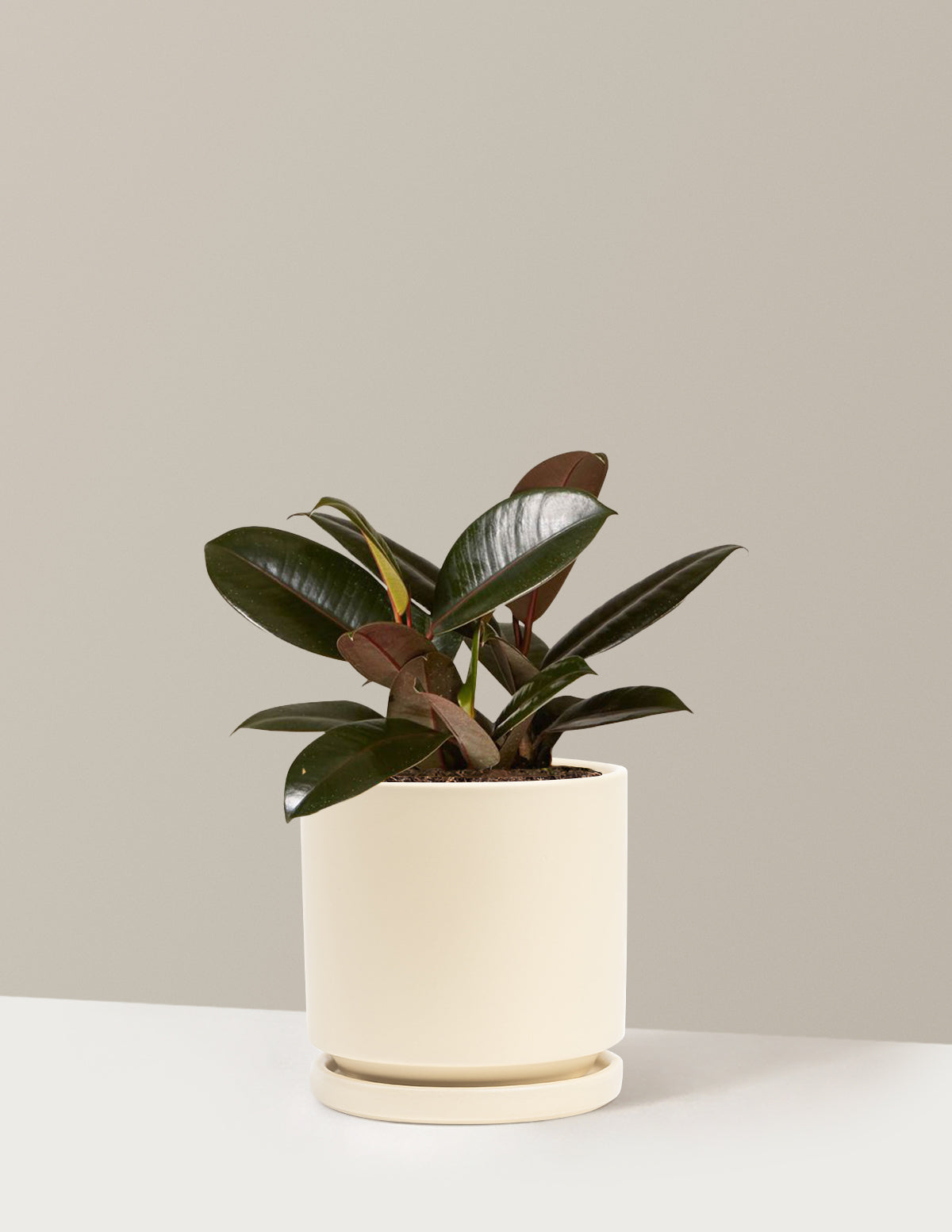 bundle | Medium | Isabella | Almond