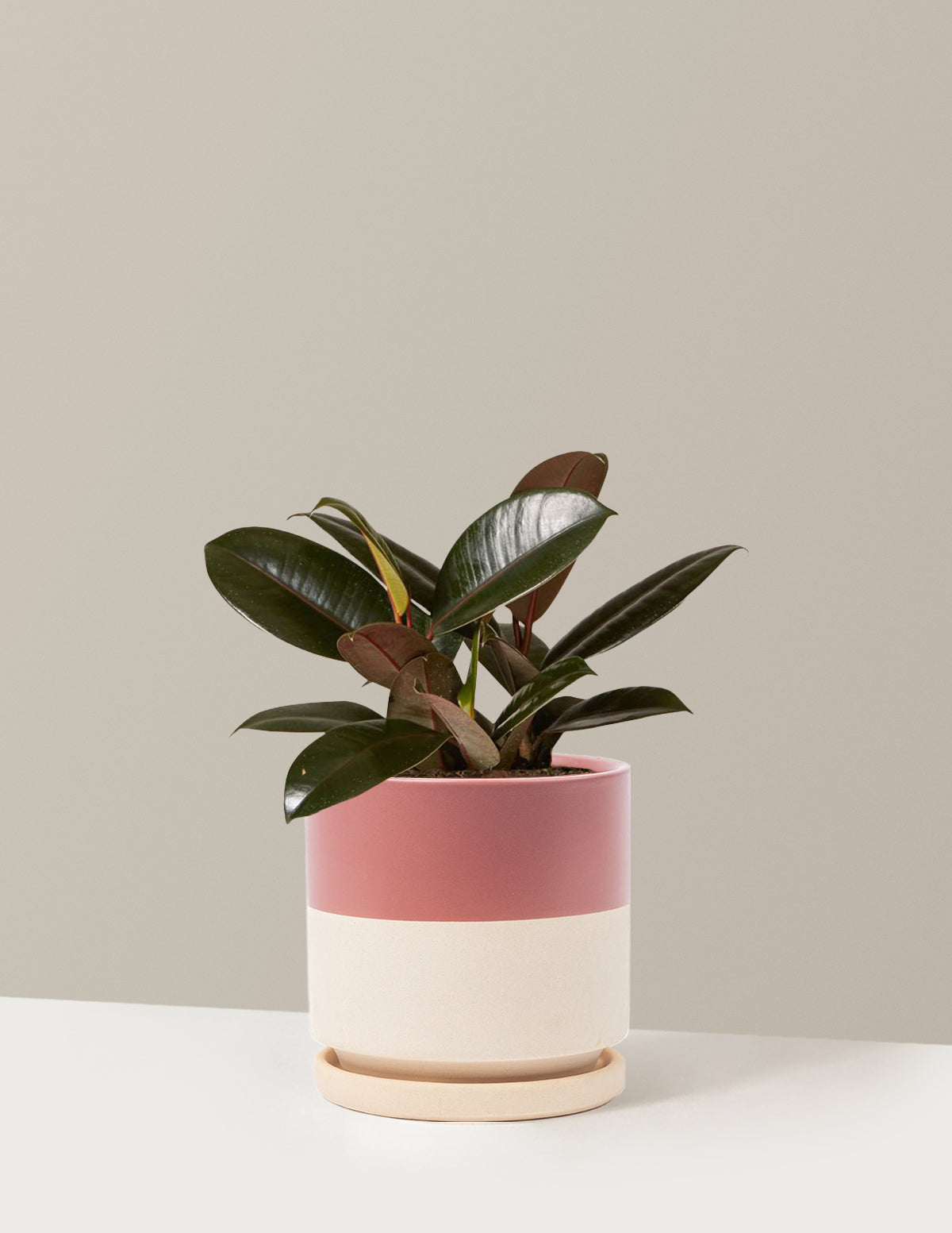 bundle | Medium | Isabella | Top Half Dusty Rose