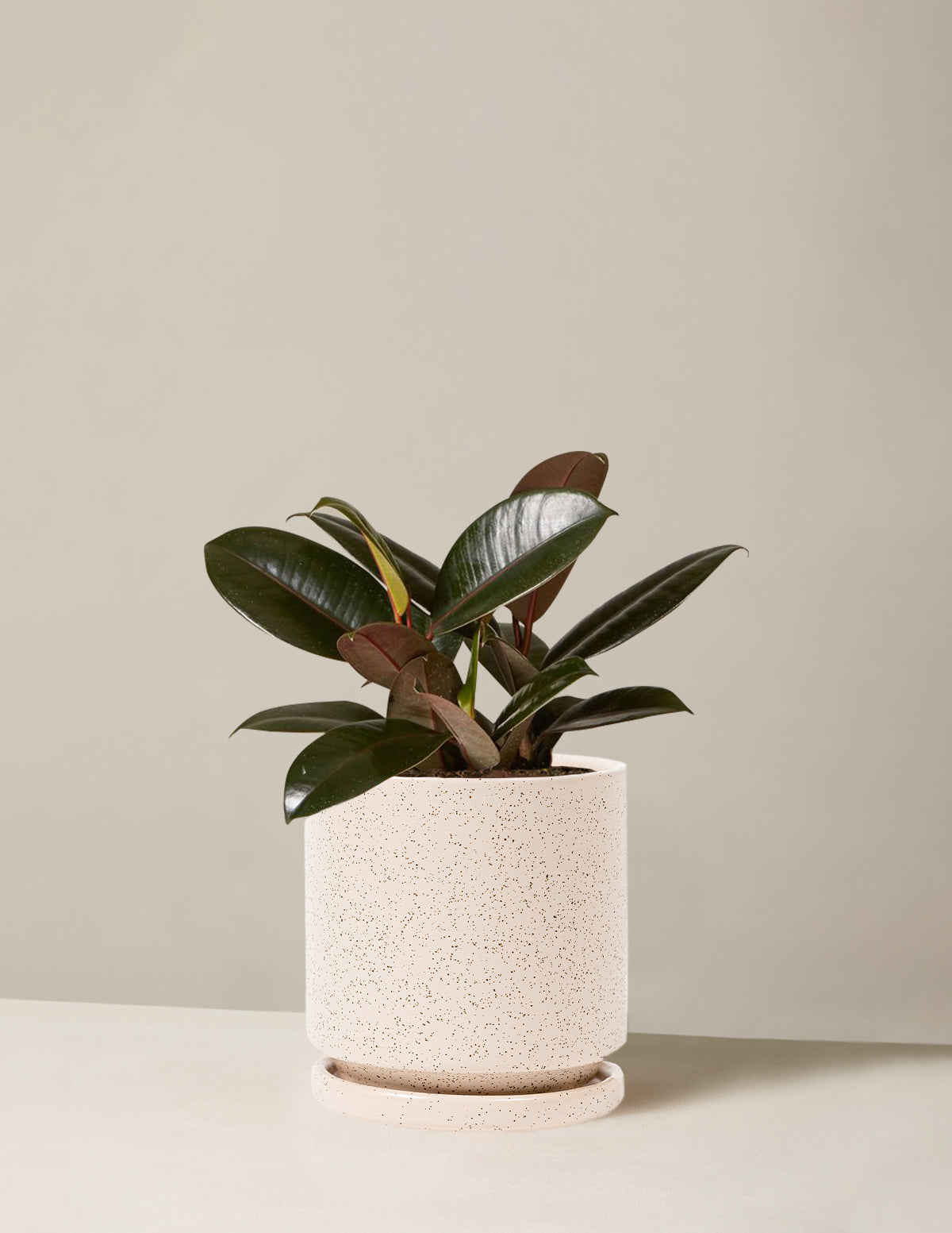 bundle | Medium | Isabella | White Sesame