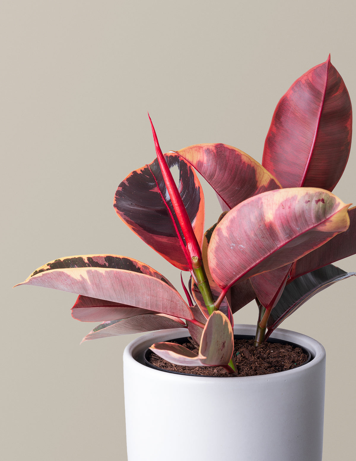 files/the-sill_Medium-Ruby_Gallery.jpg