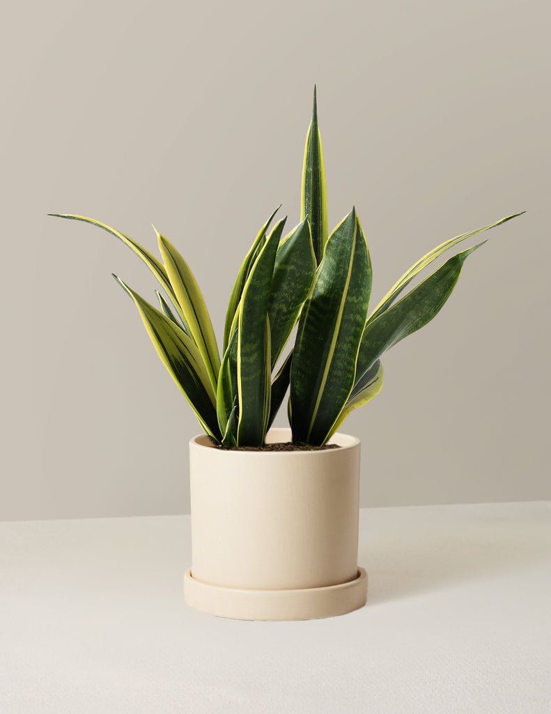 How to care for a Snake Gold Flame