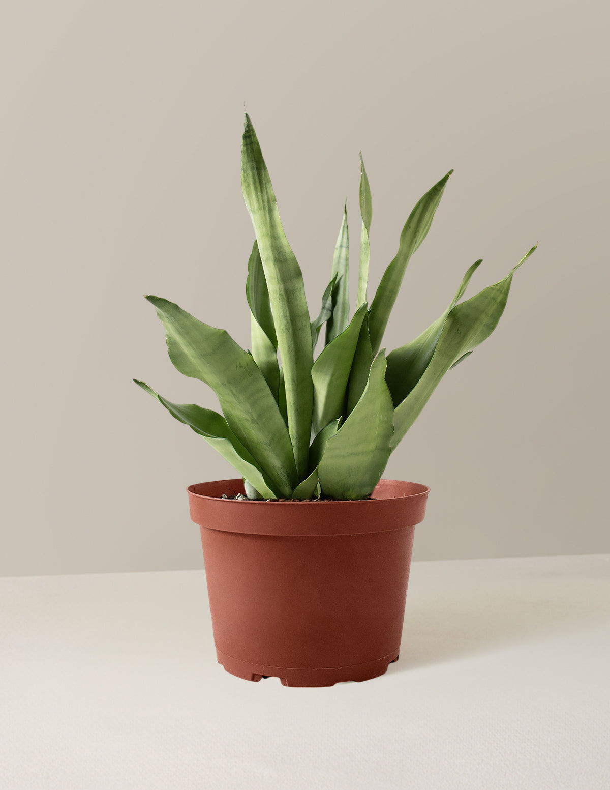 bundle | Medium | Grow Pot