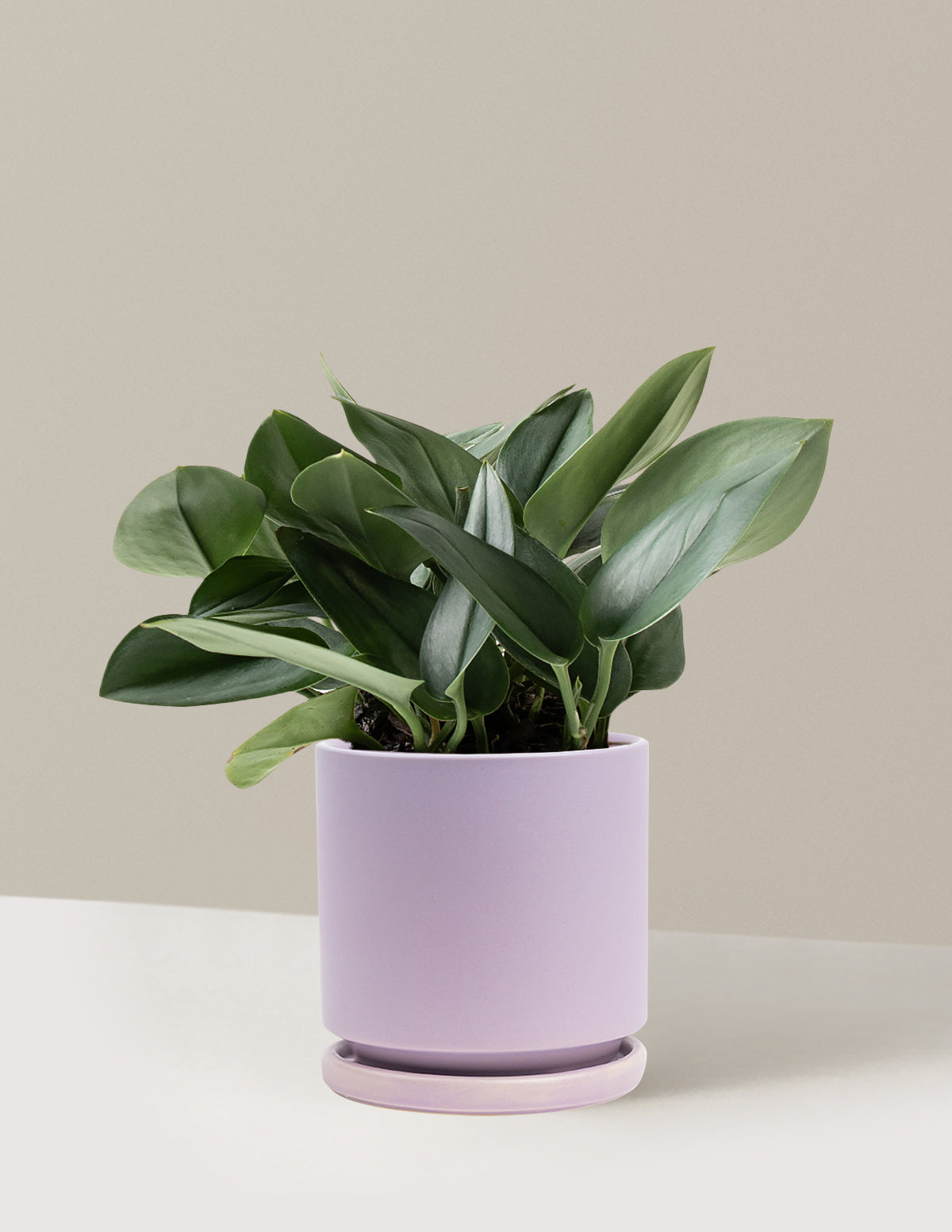 bundle | Medium | Isabella | Lavender