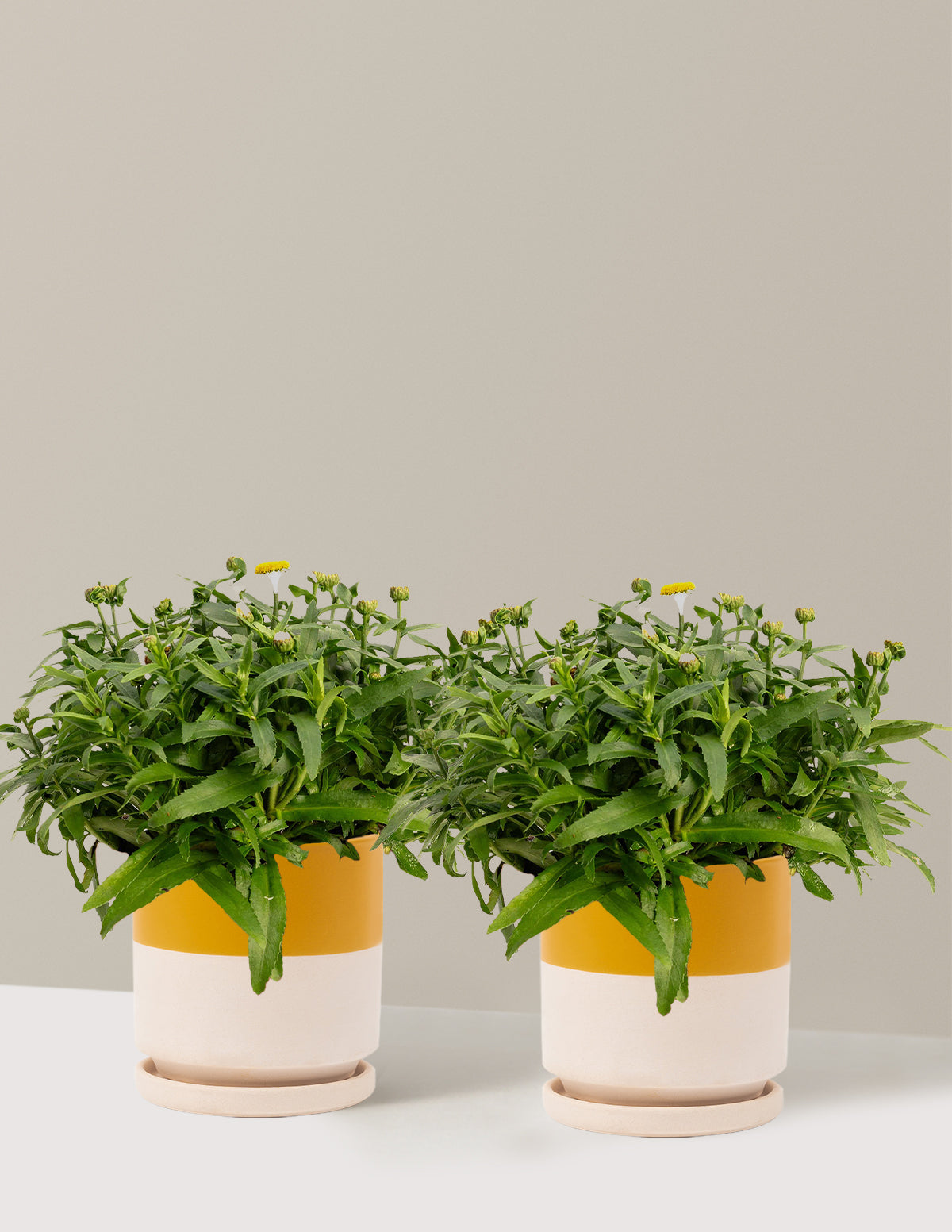 files/the-sill_Medium-Shortstop-Shasta-Daisy-Duo_Medium_Isabella_Top-Half-Mustard_Variant.jpg