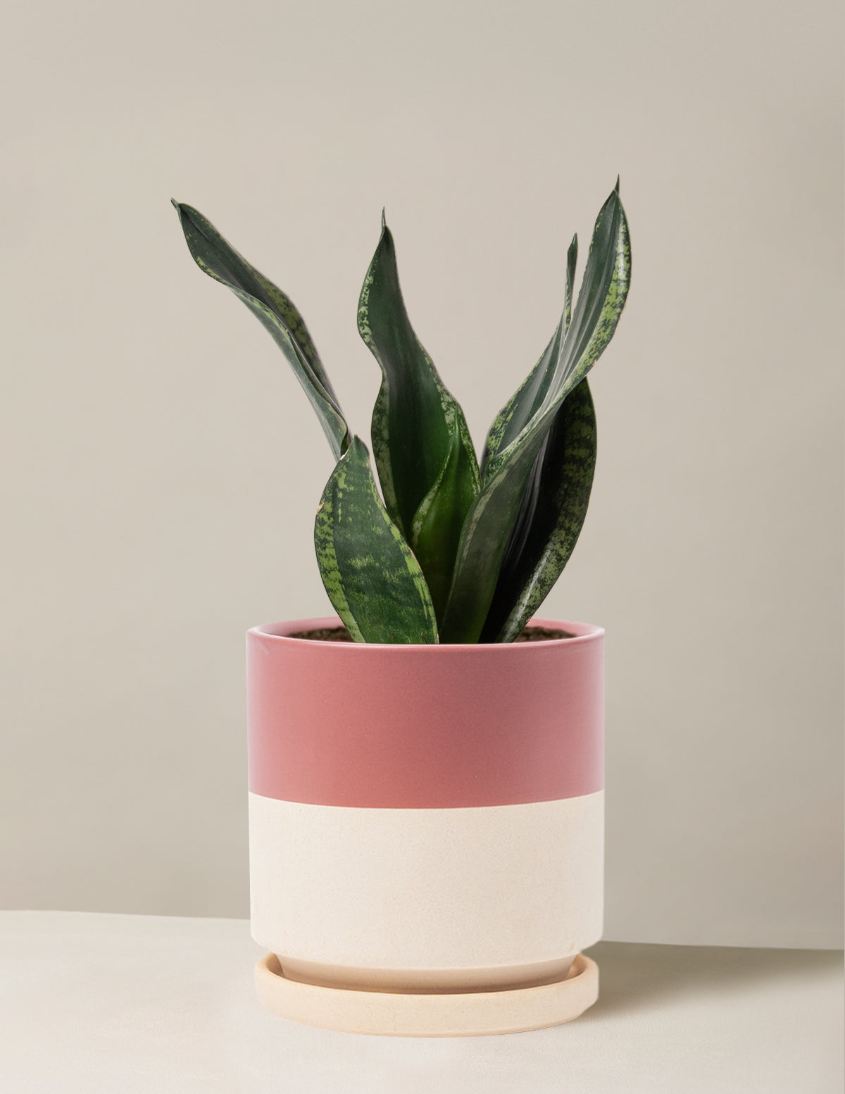 bundle | Medium | Isabella | Top Half Dusty Rose