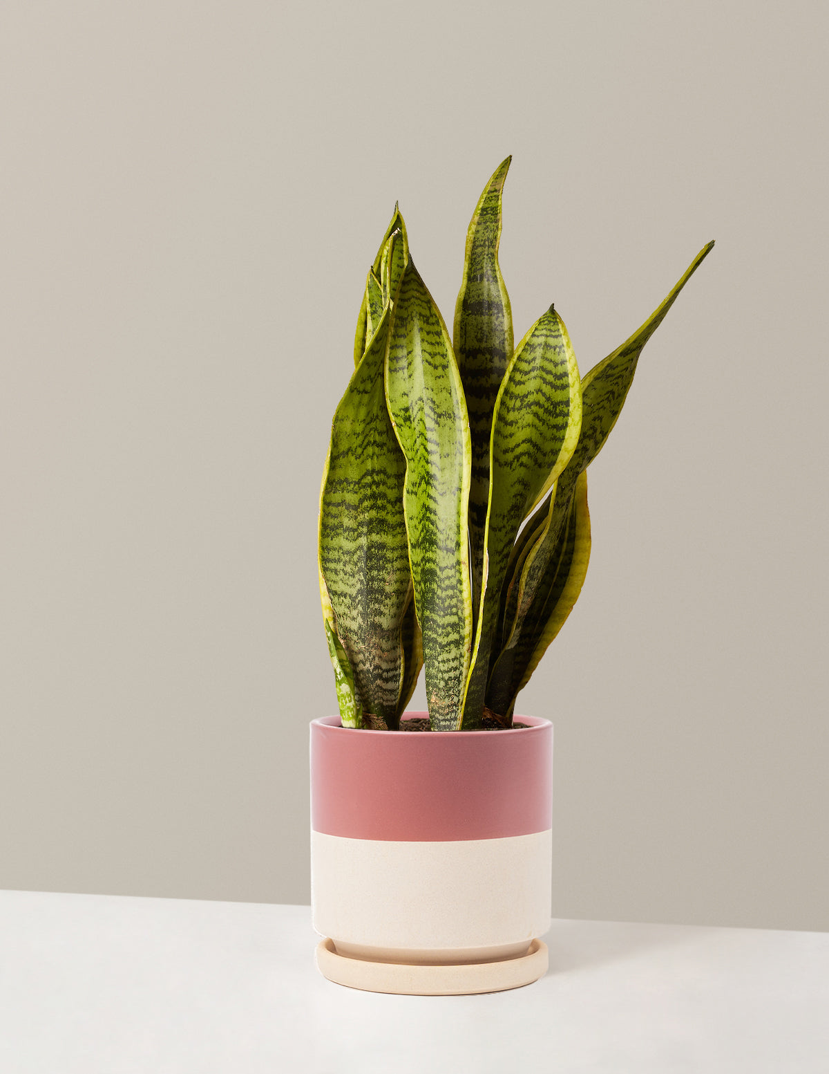 bundle | Medium | Isabella | Half Dusty Rose