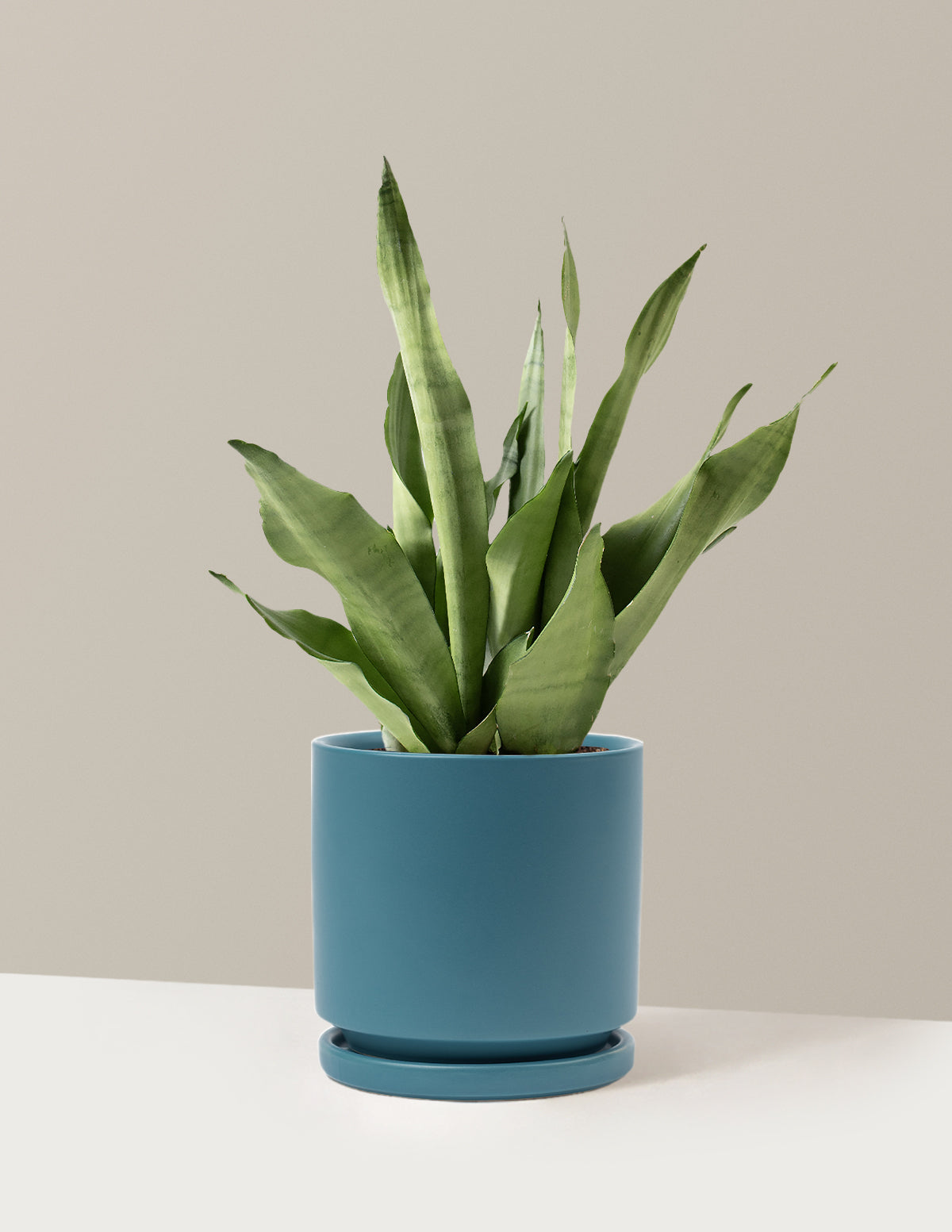 bundle | Medium | Isabella | Antique Teal