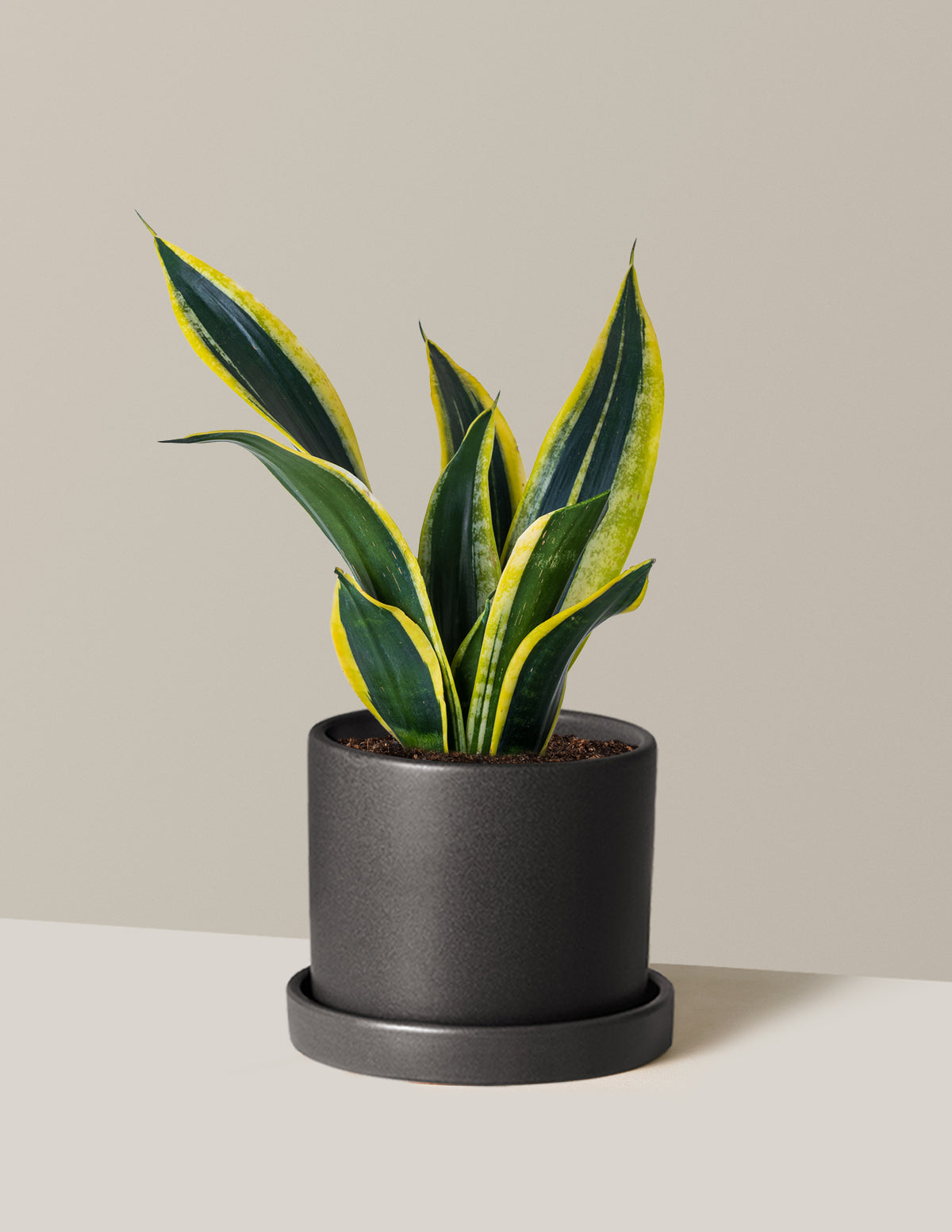 files/the-sill_Medium-Snake-Plant-Black-Gold_Medium_Hyde_Black_Variant.jpg