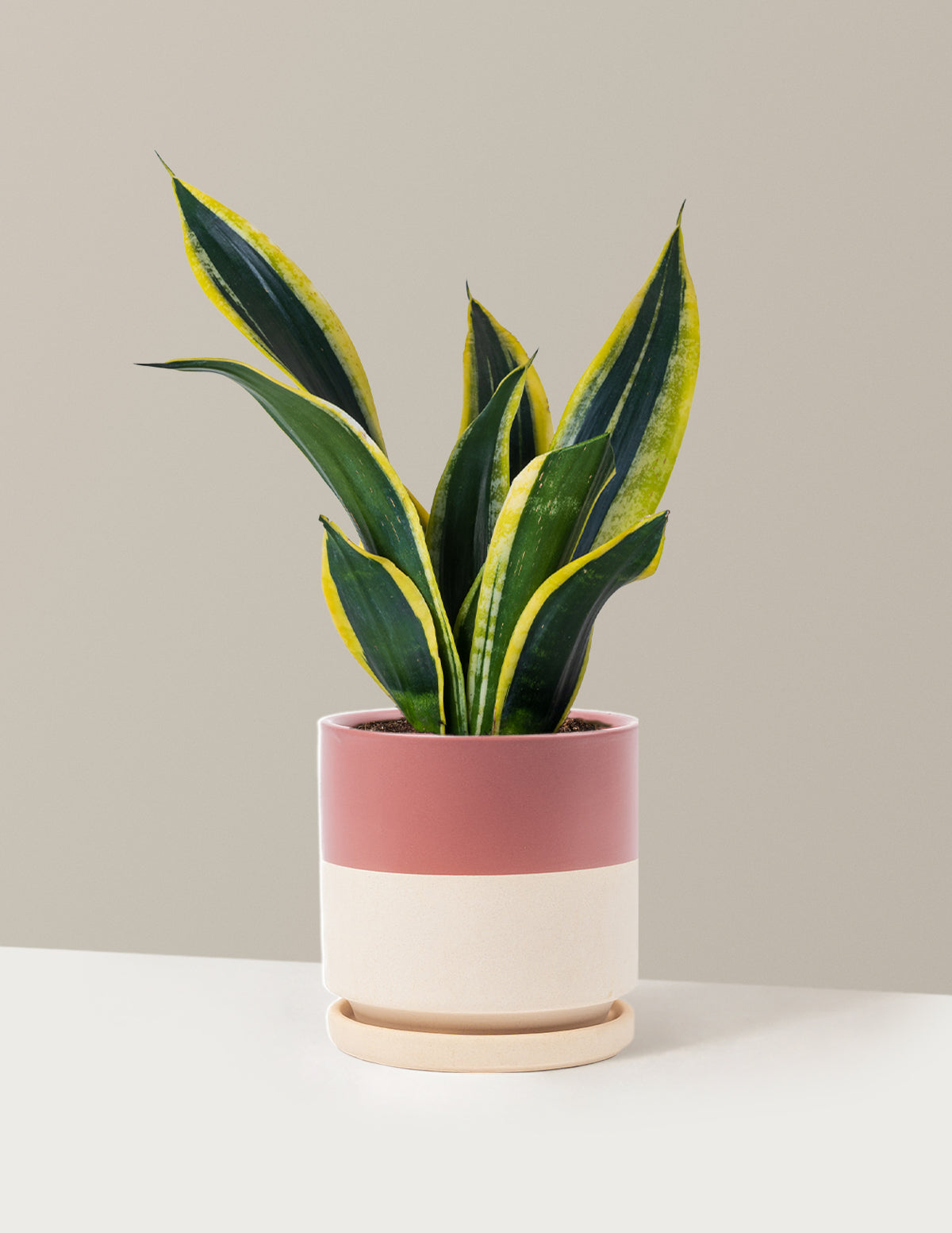bundle | Medium | Isabella | Half Dusty Rose