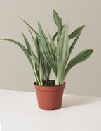 bundle | Medium | Grow Pot