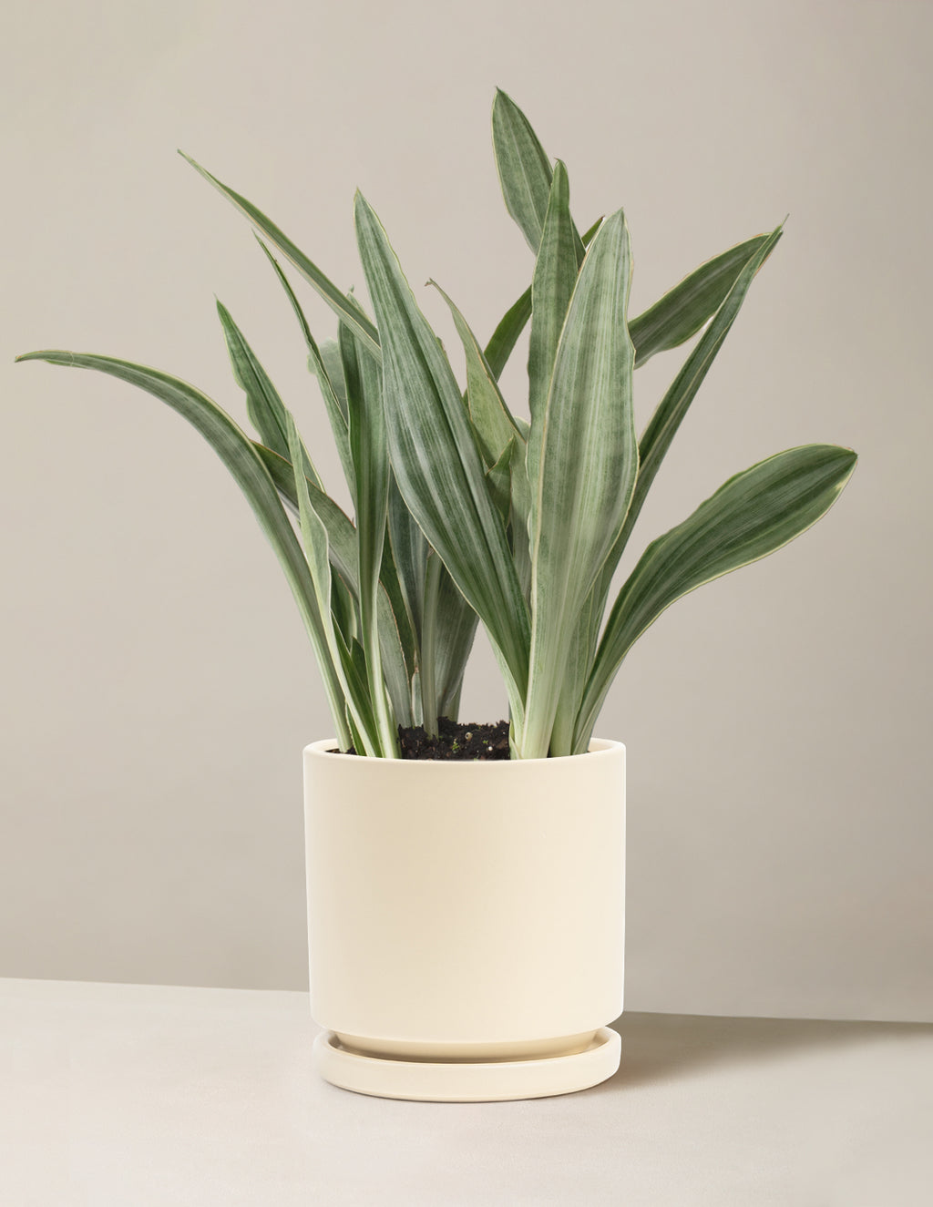 Snake Plant Sayuri