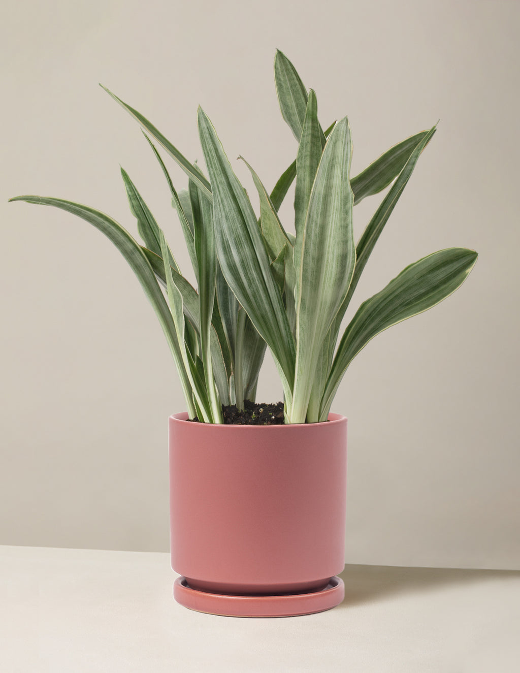 Snake Plant Sayuri