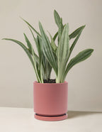 Snake Plant Sayuri
