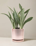 Snake Plant Sayuri