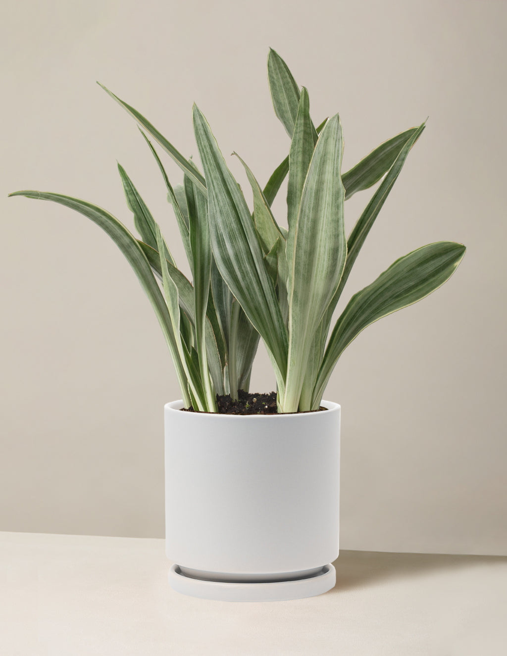 Snake Plant Sayuri