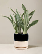 Snake Plant Sayuri