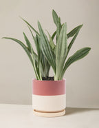 Snake Plant Sayuri