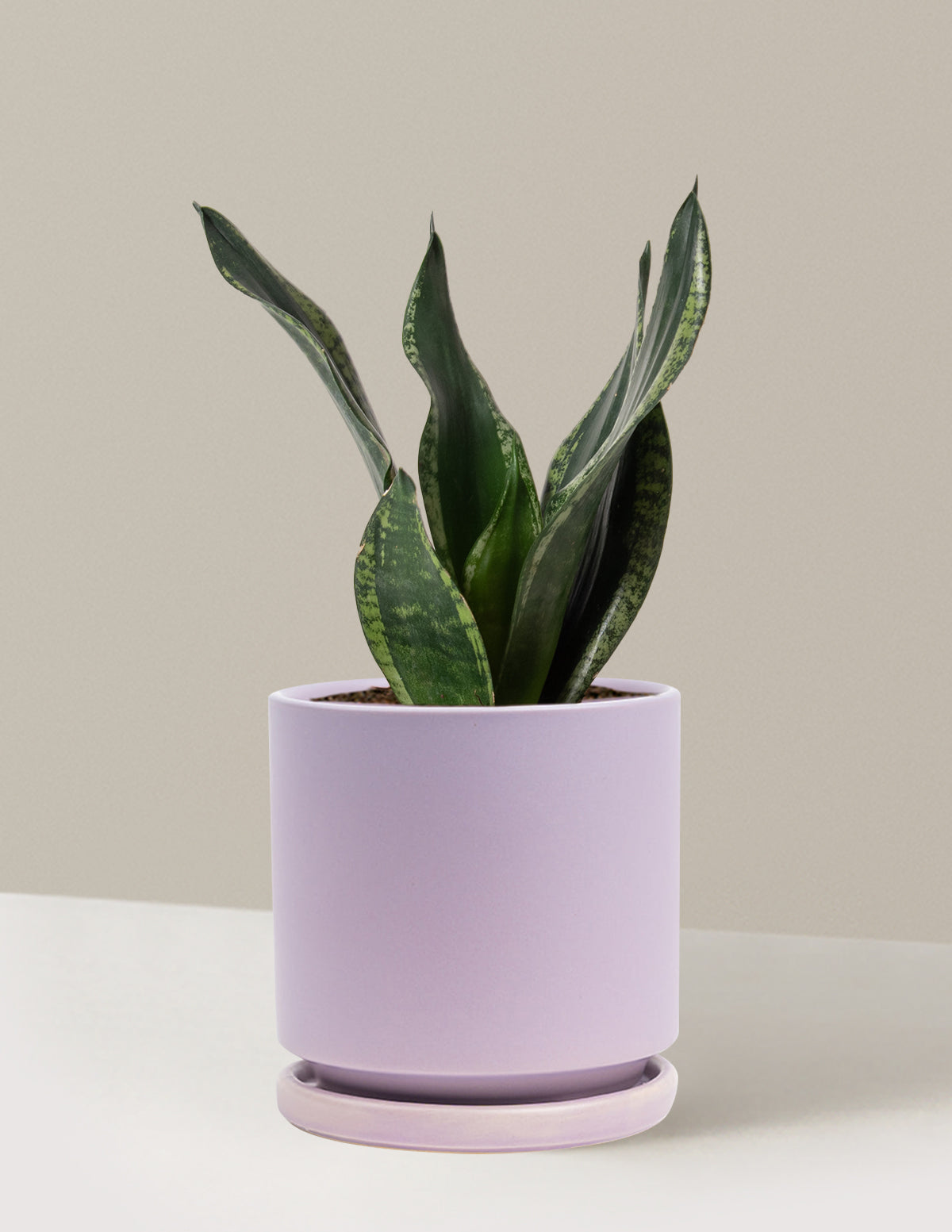 bundle | Medium | Isabella | Lavender