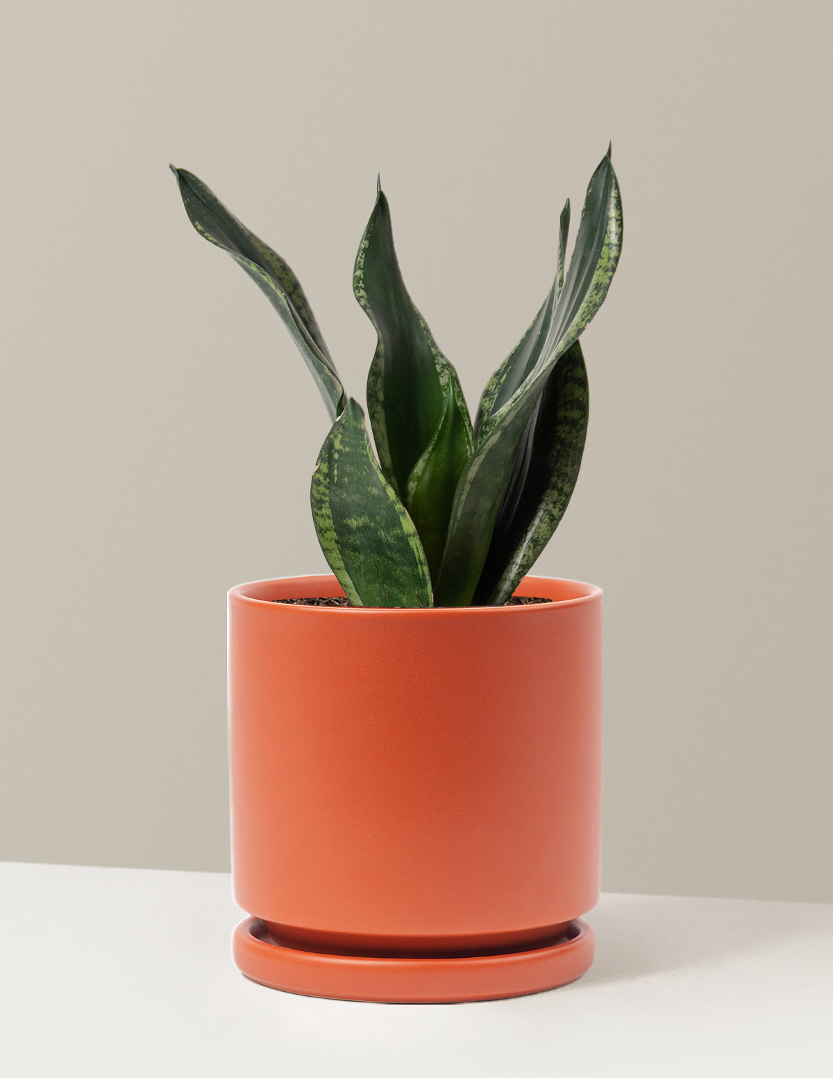 files/the-sill_Medium-Snake-Silver-Flame_Medium_Isabella_Rust_Variant.jpg