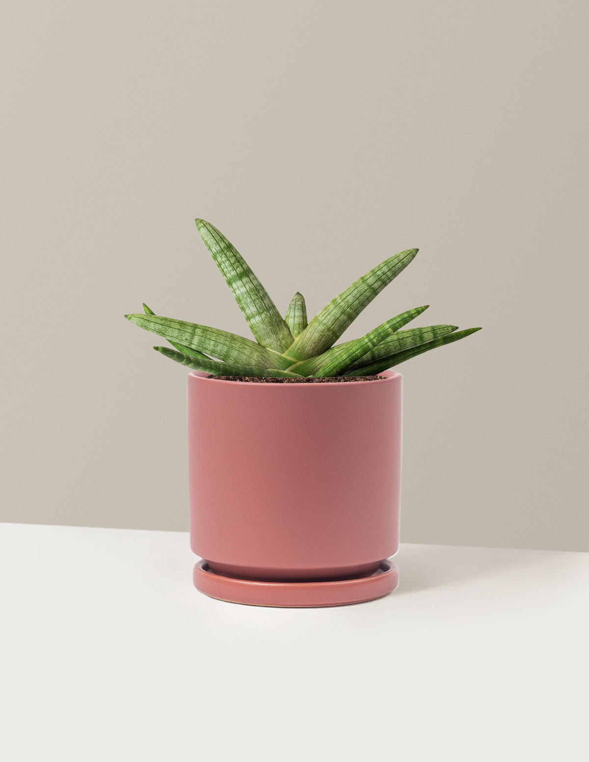 bundle | Medium | Isabella | Dusty Rose