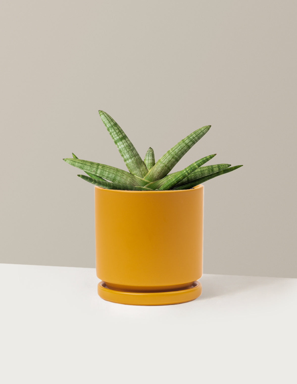 bundle | Medium | Isabella | Mustard