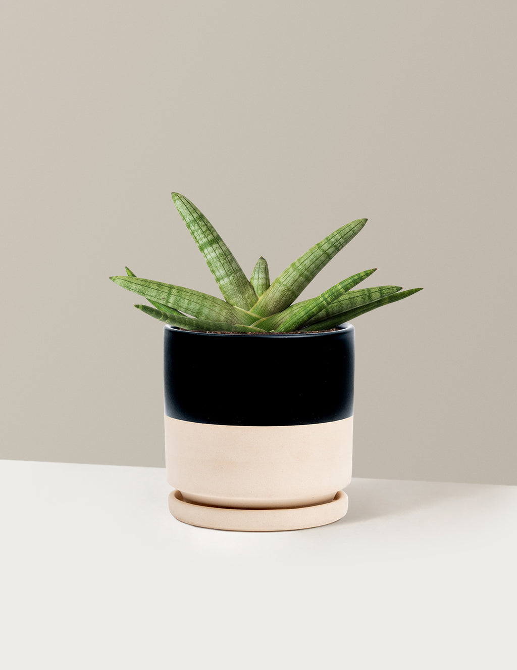 Snake Plant Starfish