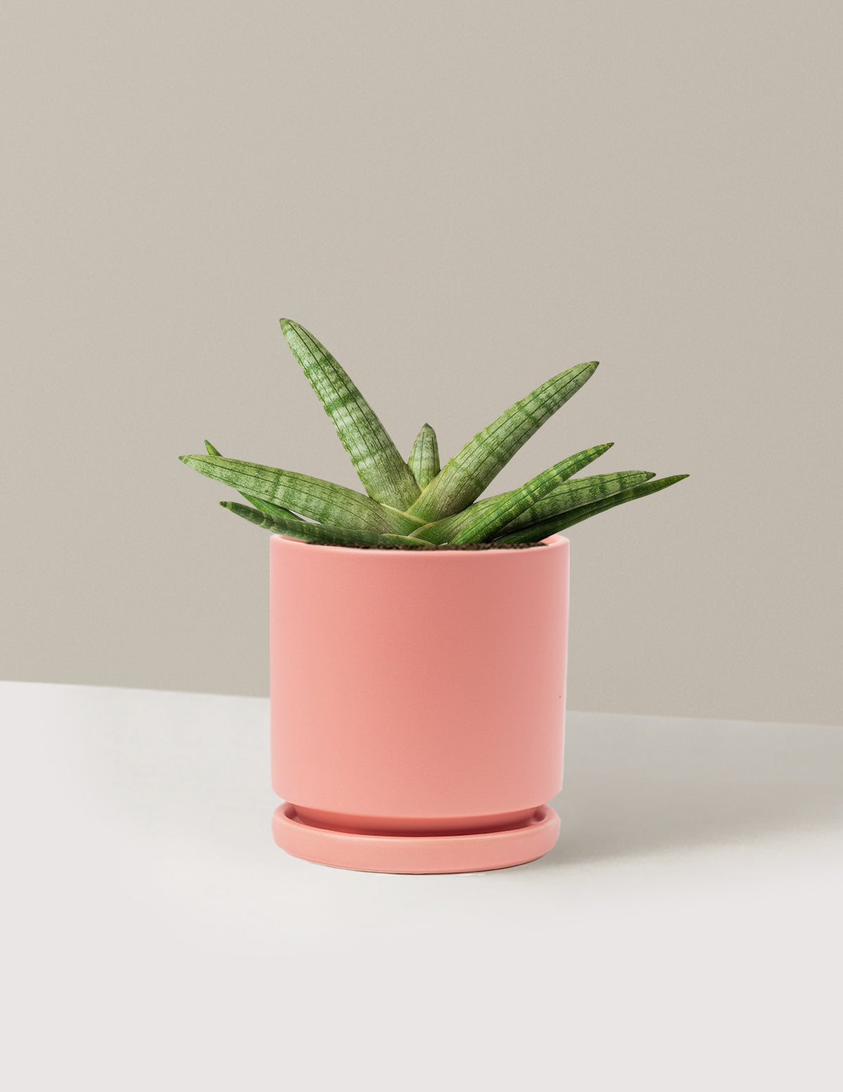 bundle | Medium | Isabella | Bubblegum