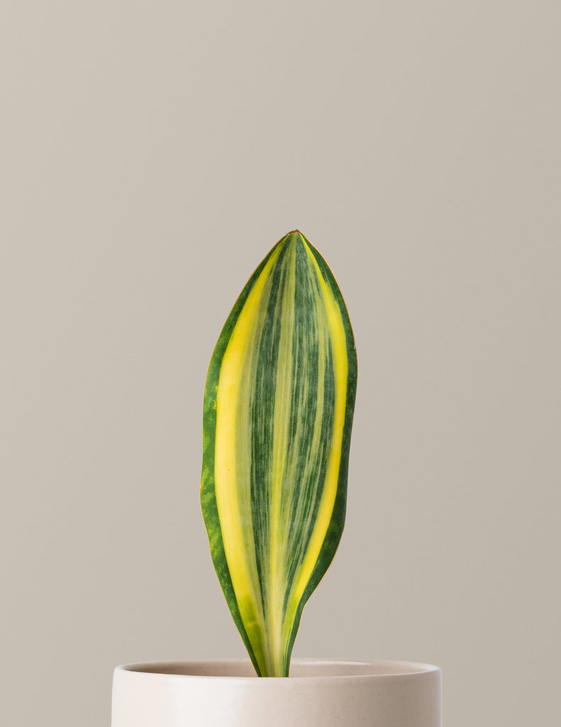 How to care for a Variegated Whale Fin Snake Plant