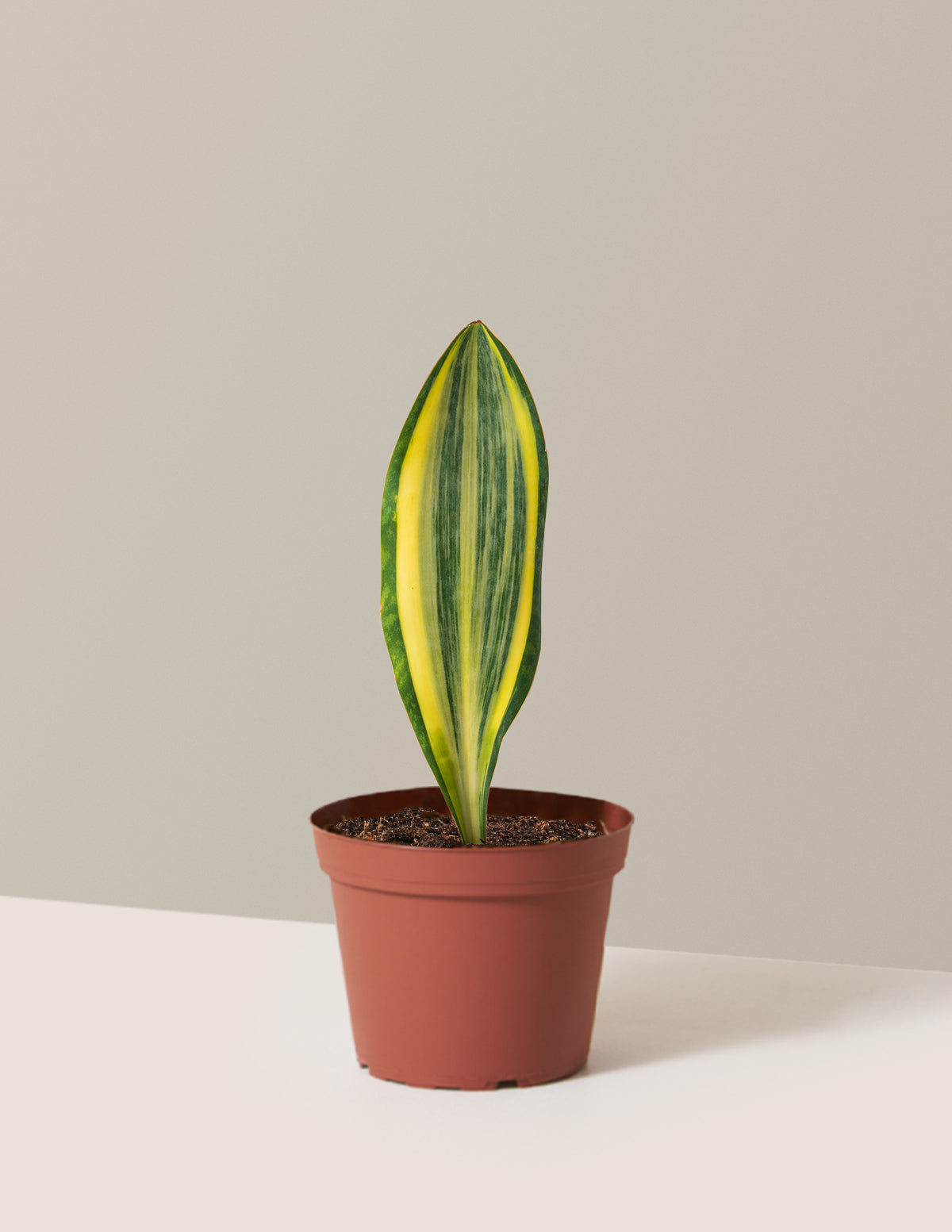 bundle | Medium | Grow Pot