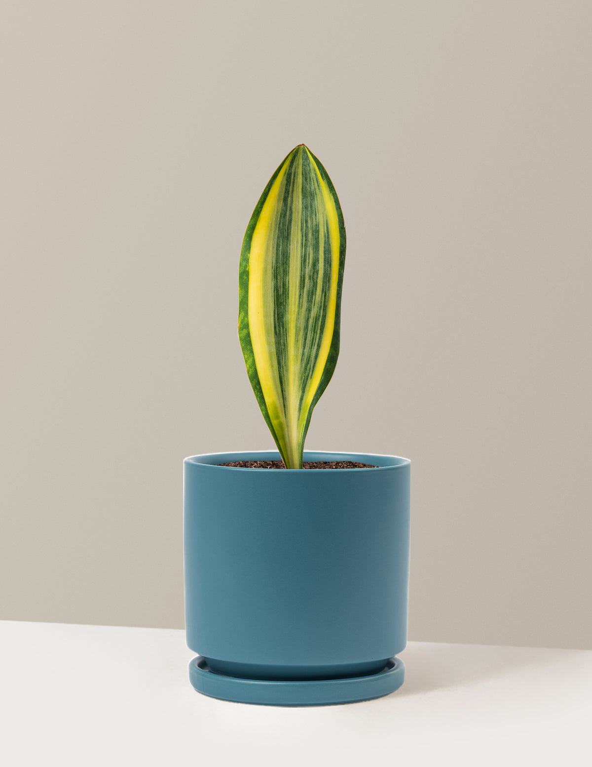 files/the-sill_Medium-Snake-Whale-Fin-Variegated_Medium-Isabella-Antique-Teal_Variant.jpg