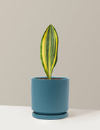bundle | Medium | Isabella | Antique Teal