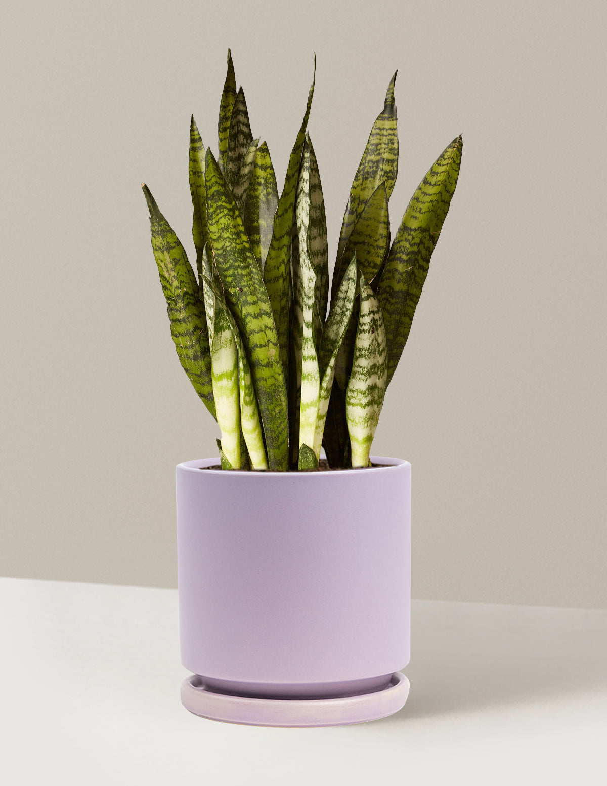 bundle | Medium | Isabella | Lavender