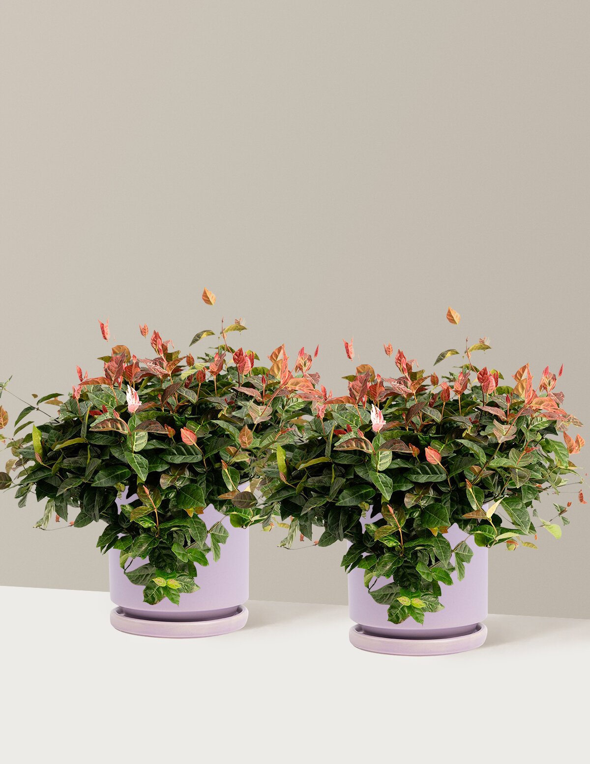 Snow-N-Summer™ Asiatic Jasmine