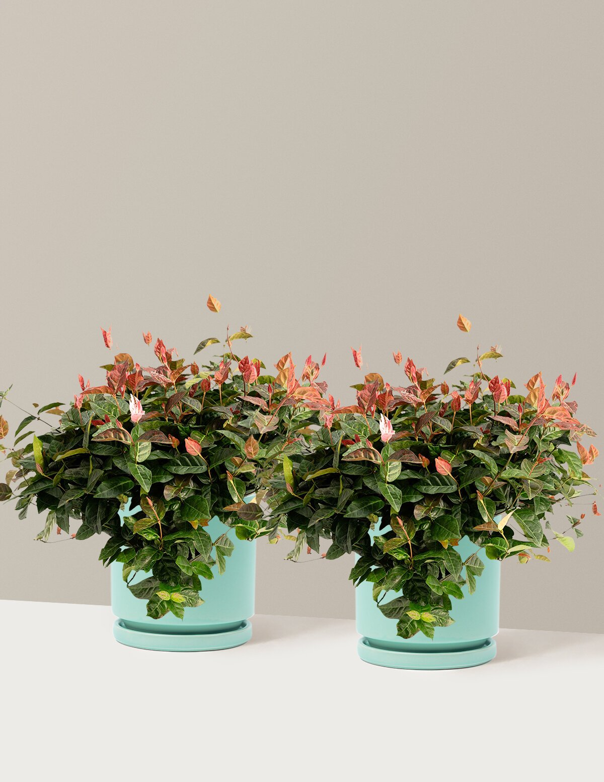 Snow-N-Summer™ Asiatic Jasmine