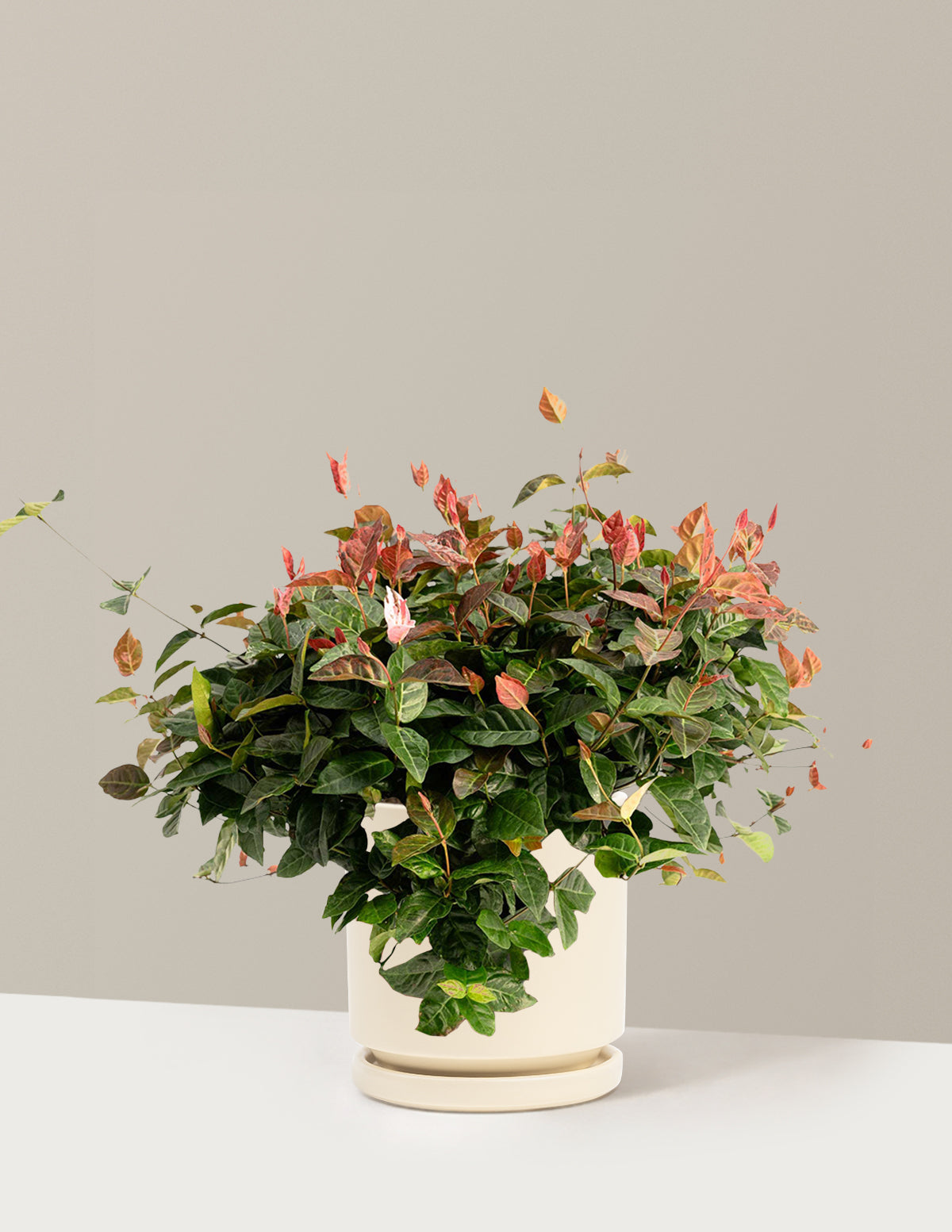 files/the-sill_Medium-Snow-N-Summer-Asiatic-Jasmine_Medium-Isabella-Almond_Variant.jpg