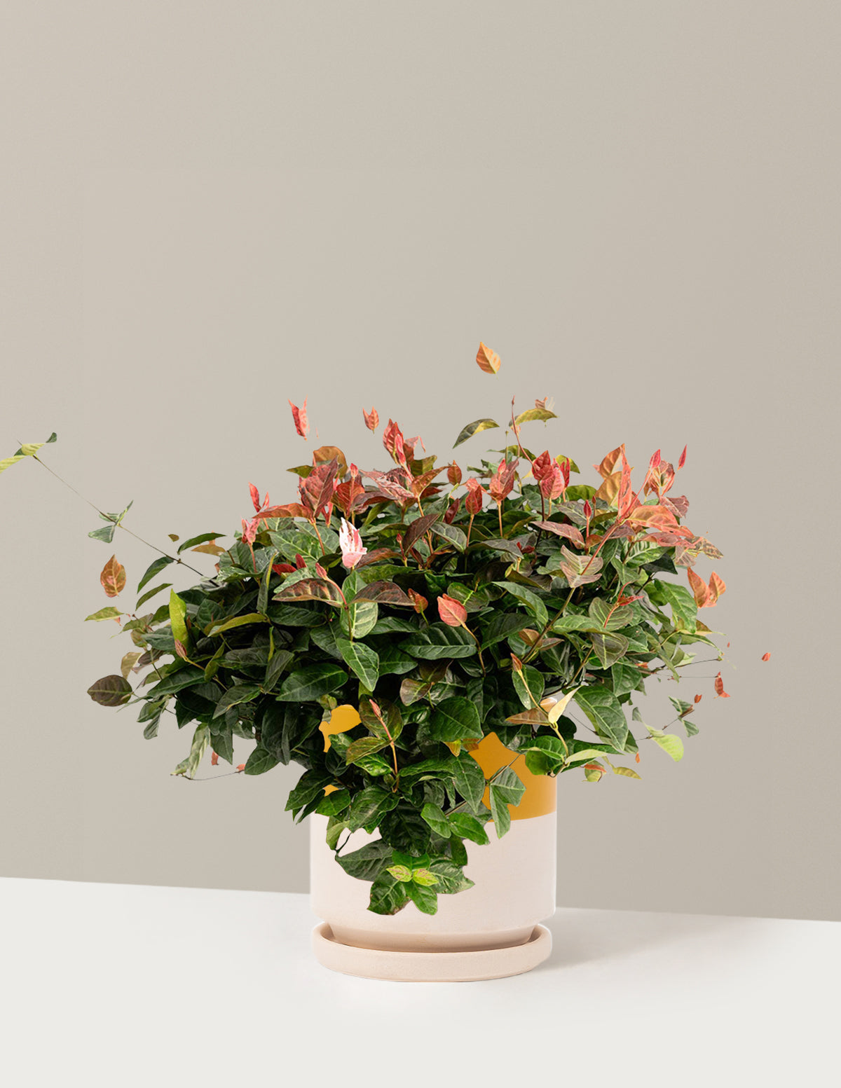 bundle | 1 Gallon - Single | Isabella | Top Half Mustard