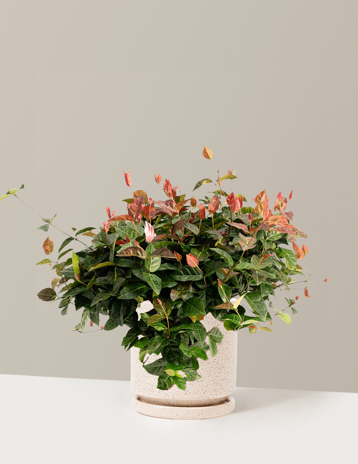bundle | 1 Gallon - Single | Isabella | White Sesame