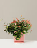 Snow-N-Summer™ Asiatic Jasmine