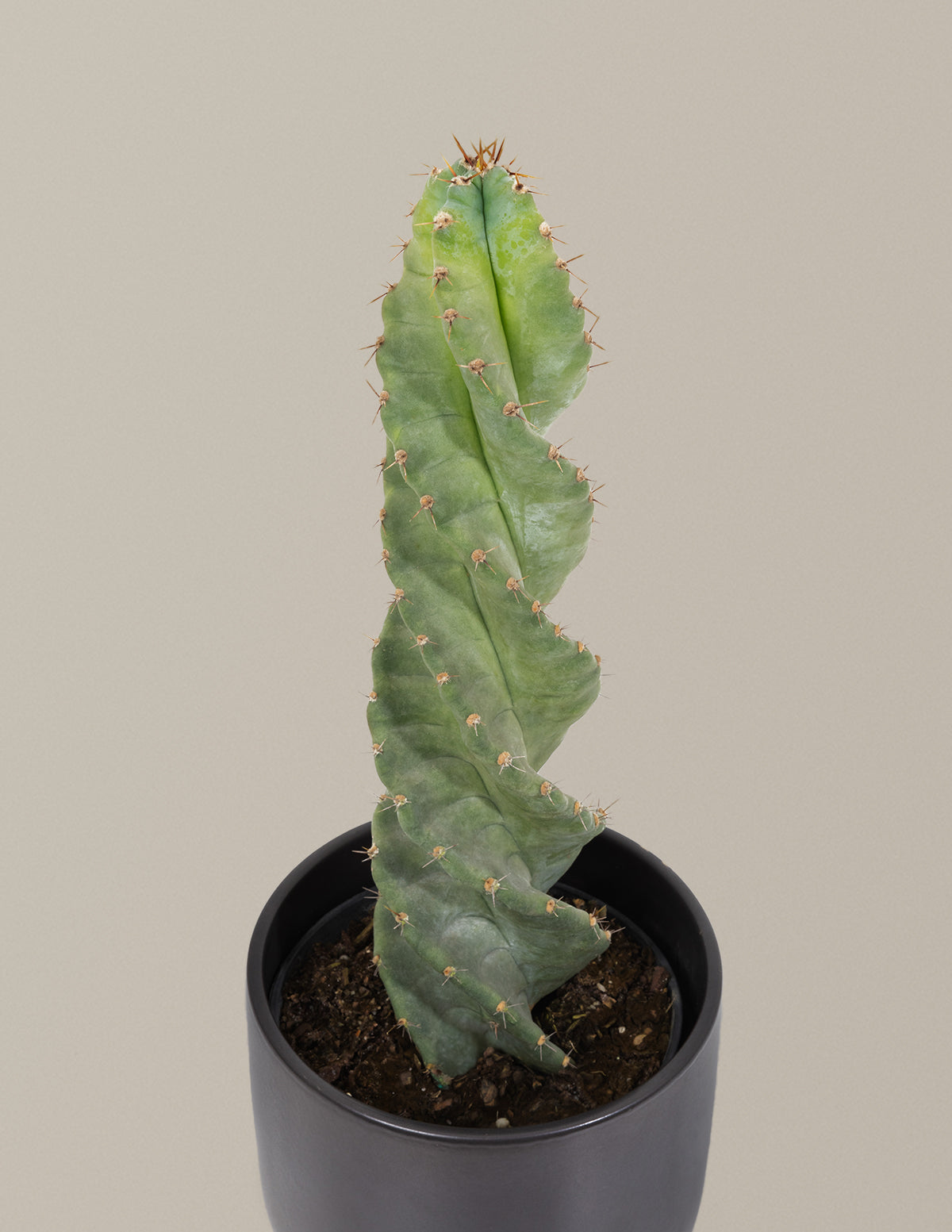 Spiral Cactus
