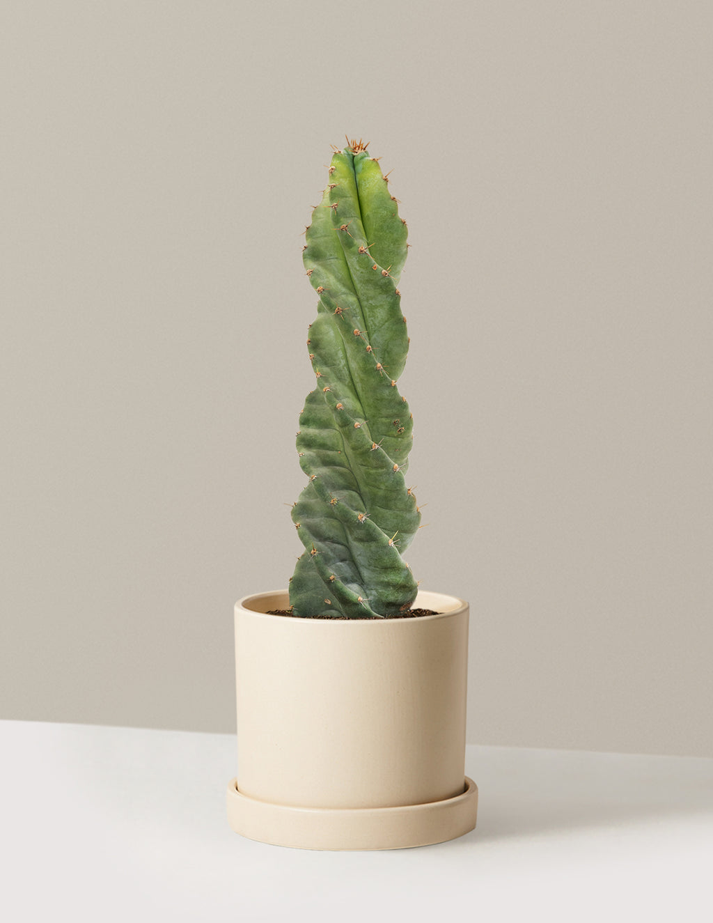 Spiral Cactus